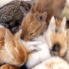 NYC May Ban Sale Of Adorable Bunnies